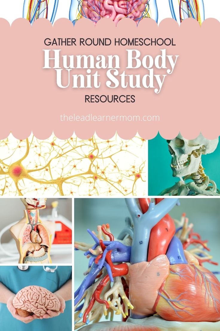 an image of the human body and its surroundings with text overlaying that reads gather round homeschool human body unit study resources