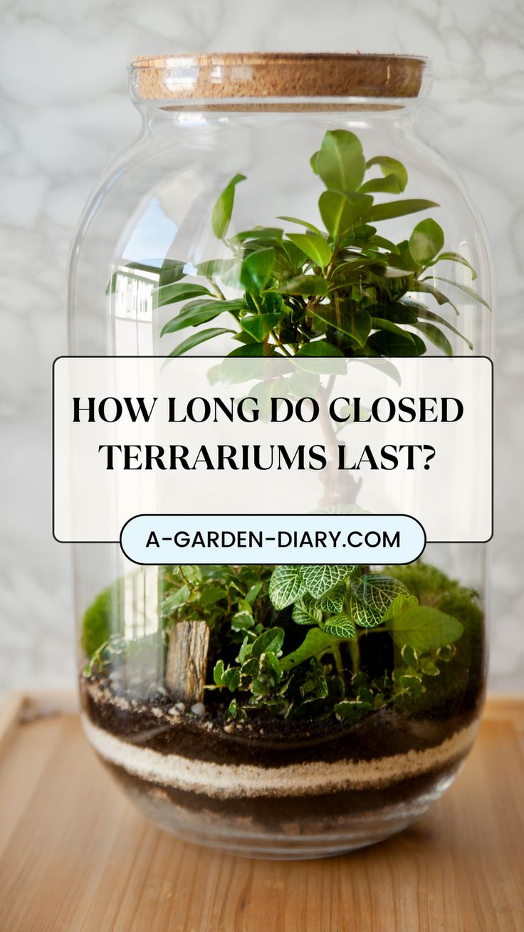 a glass jar filled with plants and text how long do closed terrariums last?