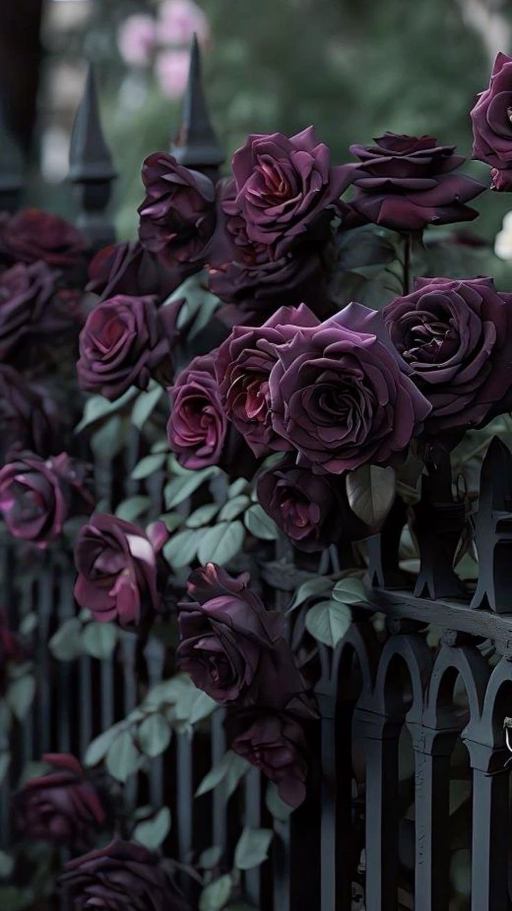 purple roses growing on the side of a fence