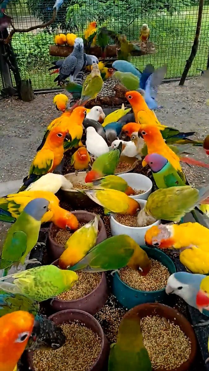 many colorful birds are eating out of bowls