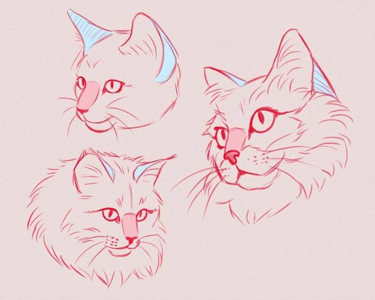 three different types of cats'heads are shown in red and blue ink on a light pink background