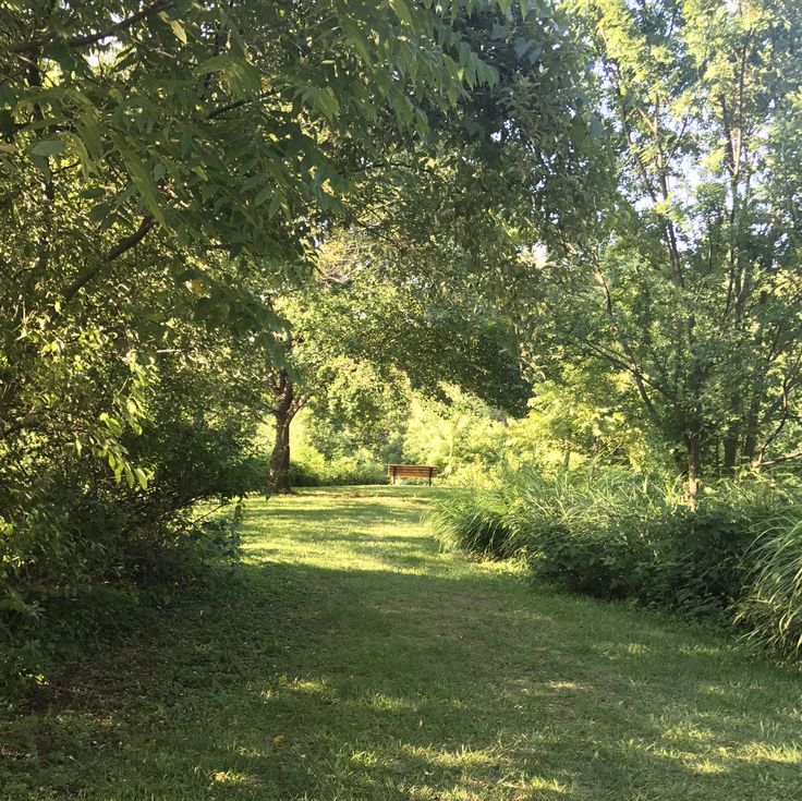 a path in the middle of some trees and grass