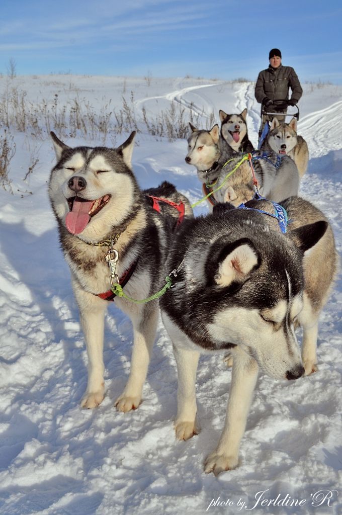 two husky dogs pulling a man on a sled in the snow with another dog behind them