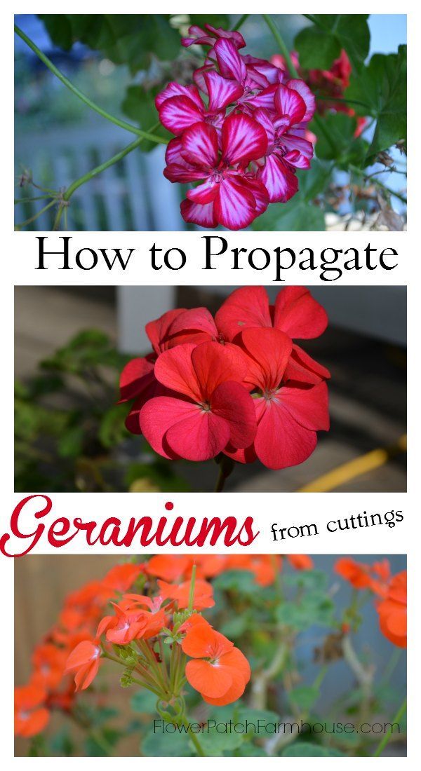 four different types of flowers with the title how to propagate geraniums from cuttings