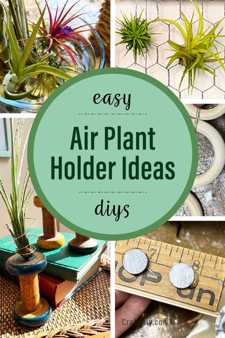 air plant holder ideas that are easy to make and great for the home or office