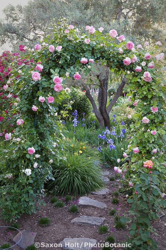 a garden filled with lots of flowers next to a lush green forest covered in pink and white roses