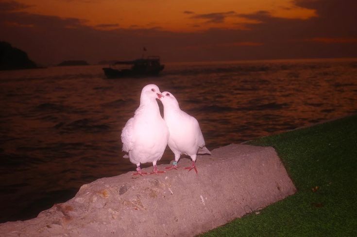 two white birds standing on the edge of a concrete wall next to water at sunset