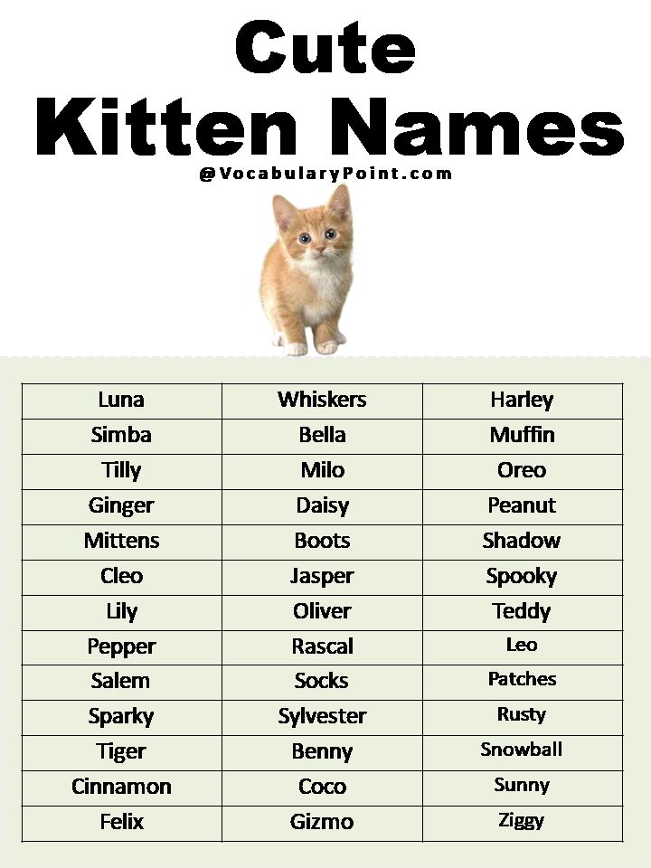 Good Orange Cat Names, Cat Names For White Cats, Cute Names For Kittens, Names For Cats Unique, Coquette Cat Names, Cute Name For Cat, Boy Cat Names Unique, Name For Cats, Cats Names Ideas