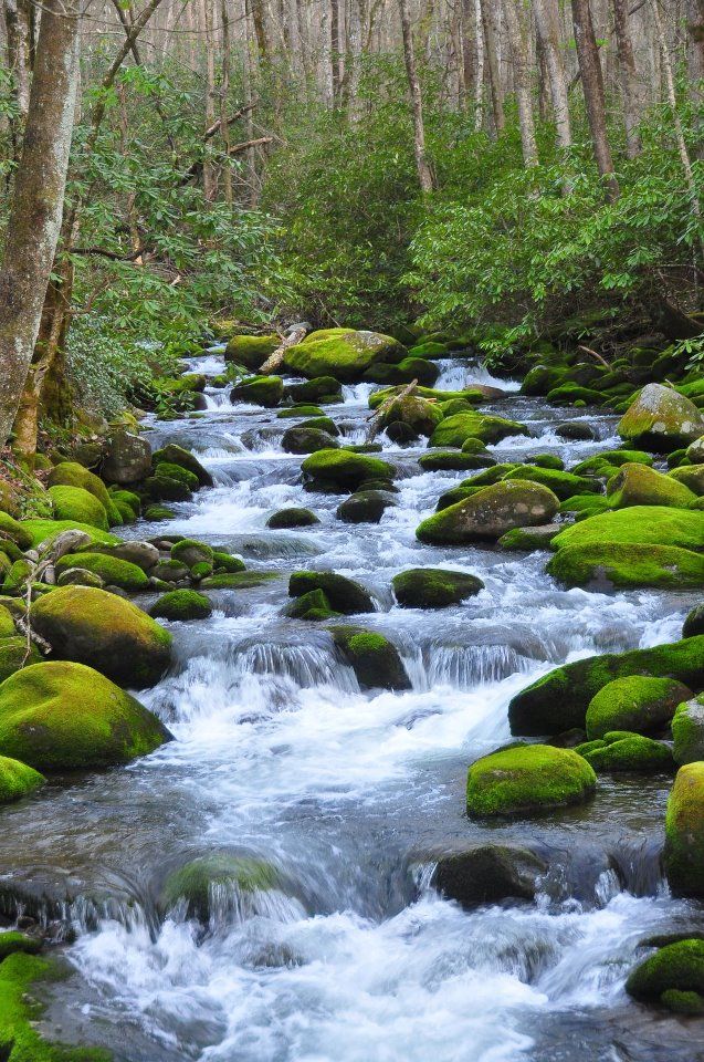 a river running through a forest filled with lots of green moss growing on the rocks