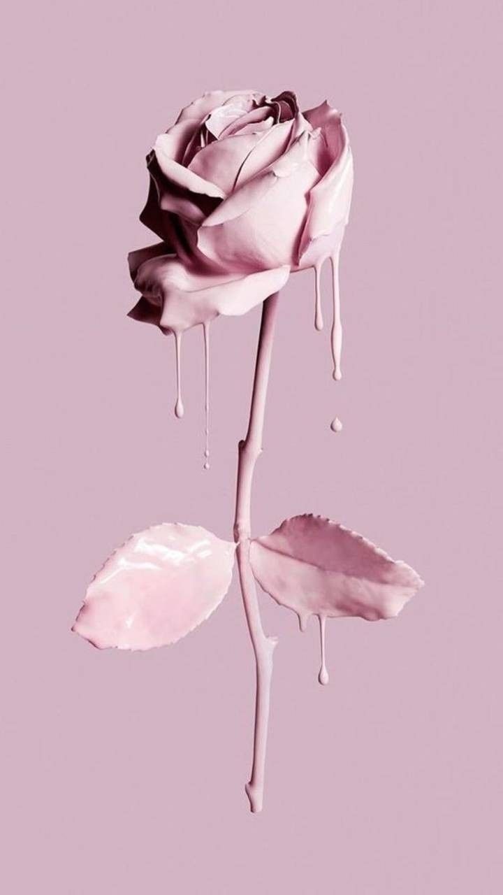 a white rose with some water dripping from it's petals and the words in arabic