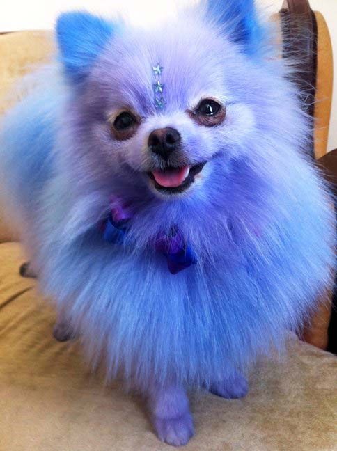 a small blue dog standing on top of a couch