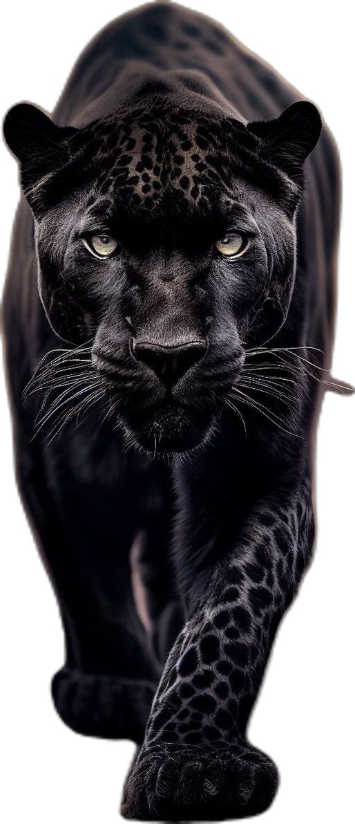 a black leopard walking across a white background