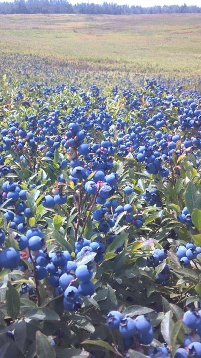 blue berries are growing on the bush in an open field