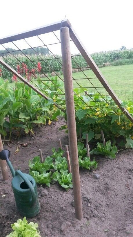 a garden filled with lots of green plants next to a wooden structure and some gardening tools