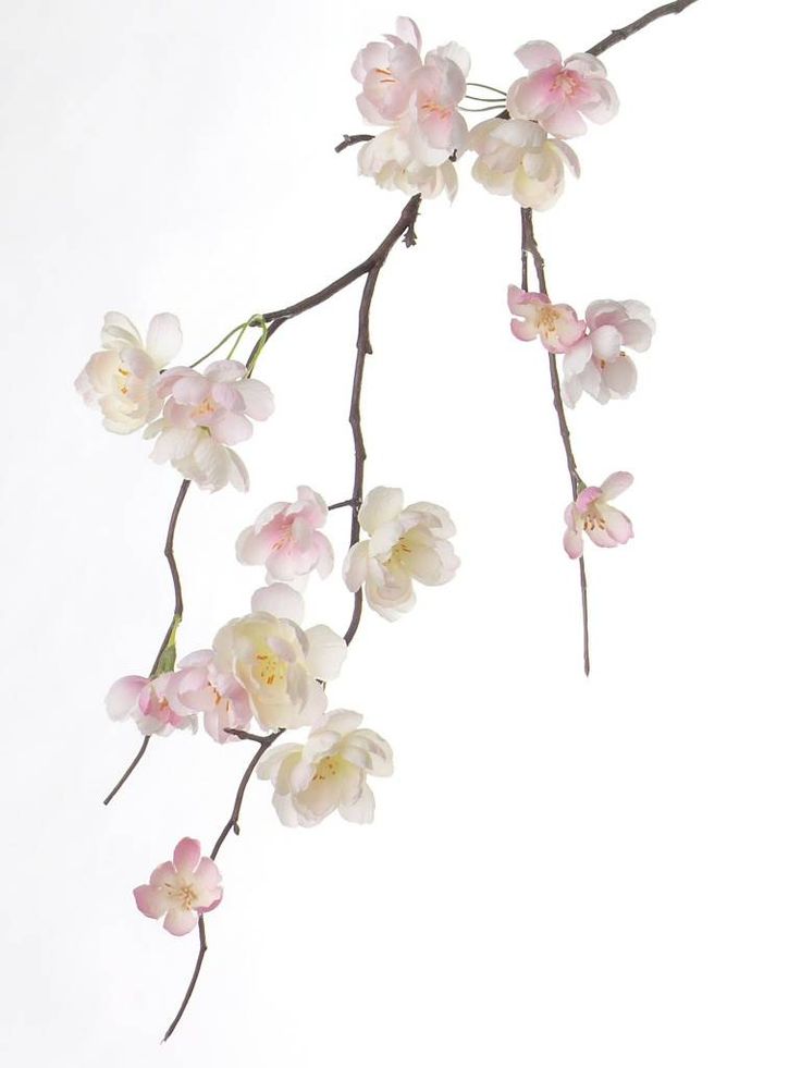 a branch with pink and white flowers on it