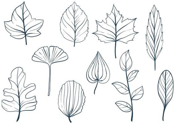 the different types of leaves drawn by hand