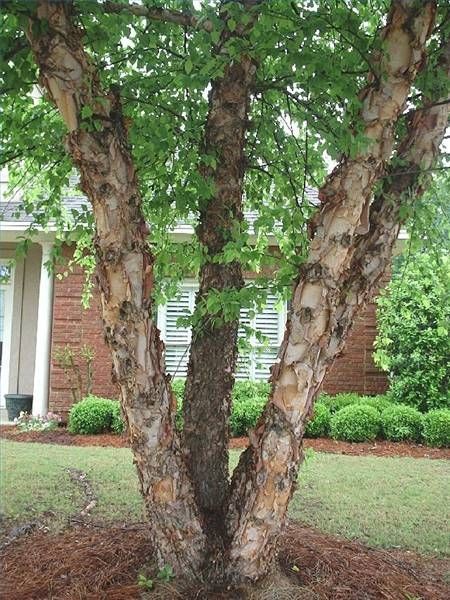 a small tree in front of a house