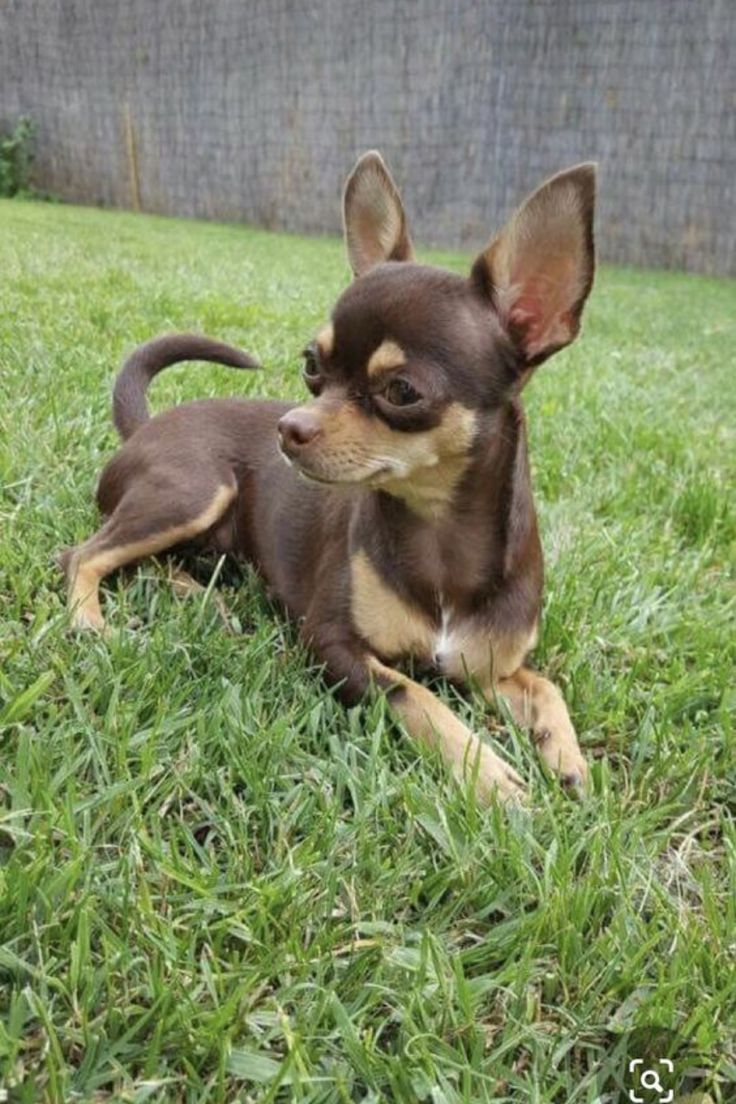 a small brown and black dog laying on top of green grass in a yard next to a fence