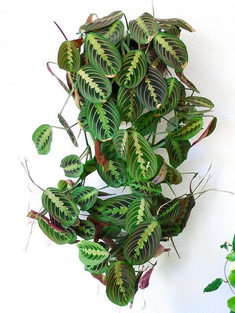 a green and white plant hanging from the side of a wall