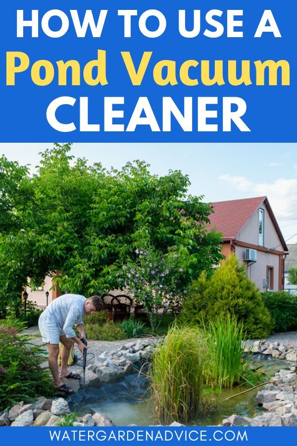 cleaning a pond with a pond vacuum cleaner How To Keep Duck Pond Clean, Algae In Ponds, Digging A Pond, Cleaning Ponds Tips, How To Keep Pond Water Clear Naturally, Pond Cleaning, Fountain Ideas, Garden Ponds, Pond Maintenance