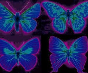 four blue and green butterflies on black background