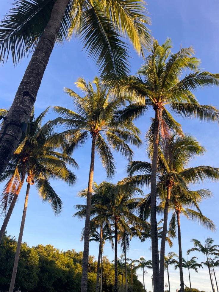 the palm trees are all lined up against the blue sky