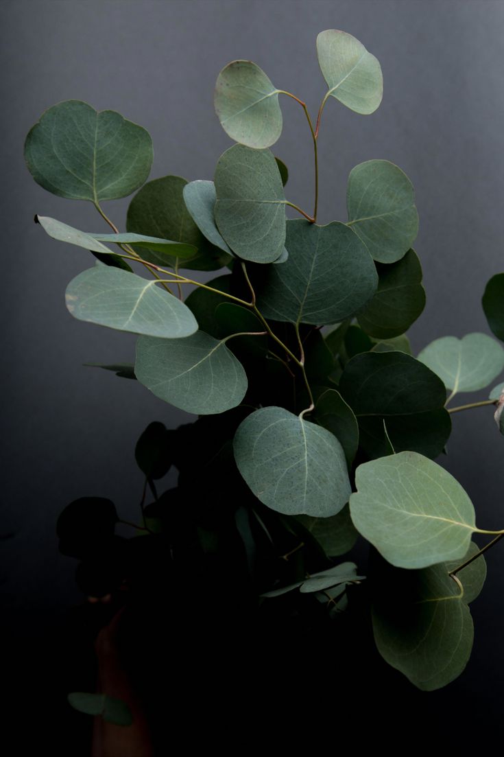 a vase filled with green leaves on top of a table