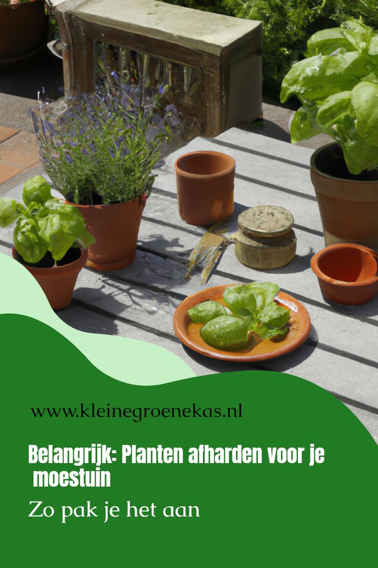 Dit is waarom je je planten moet afharden voor je moestuin Van