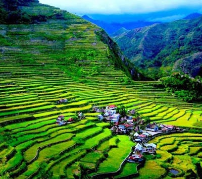 an aerial view of a rice field in the mountains