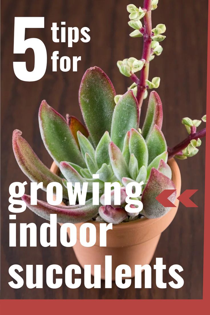 a potted plant with the words 5 tips for growing indoor succulents