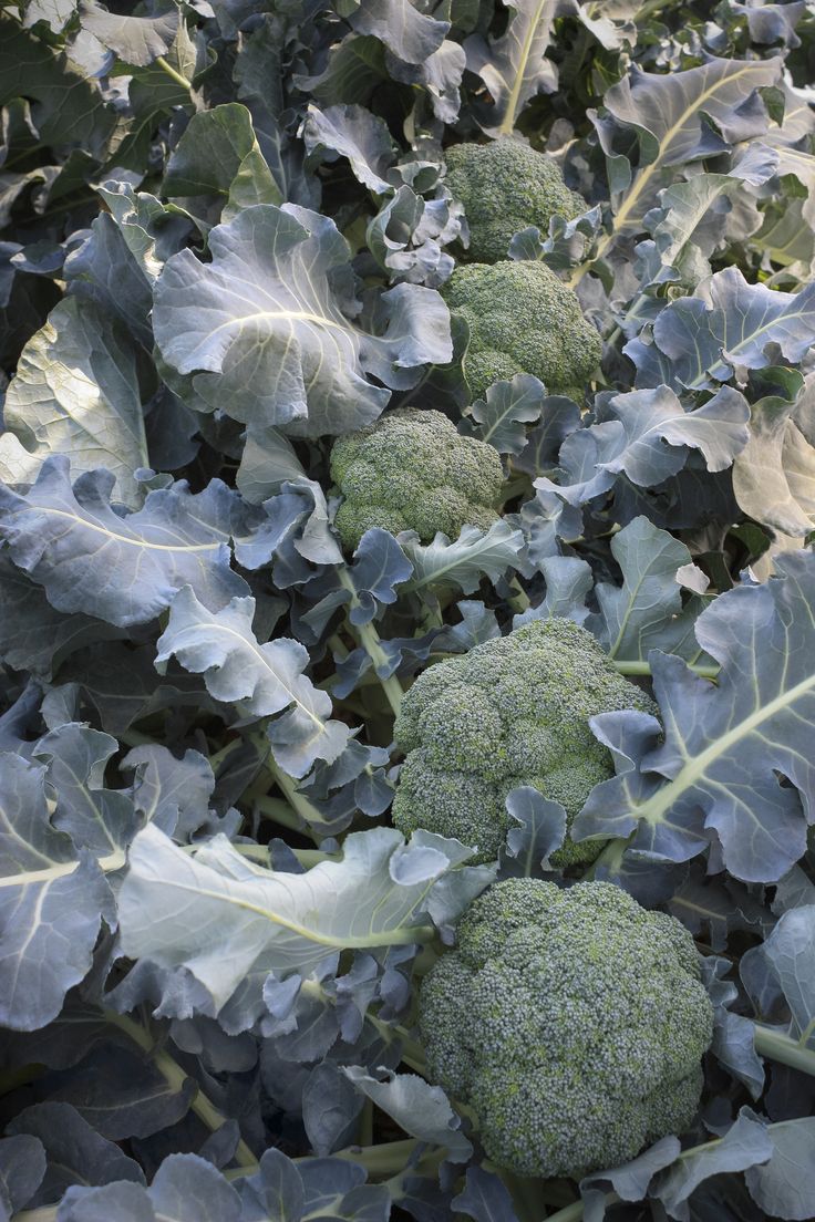 broccoli growing in the middle of a field with leaves on it's stems