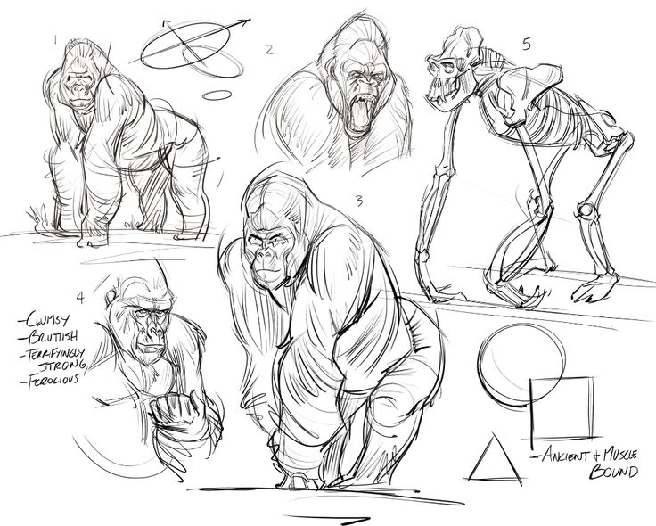 some sketches of gorillas in different poses