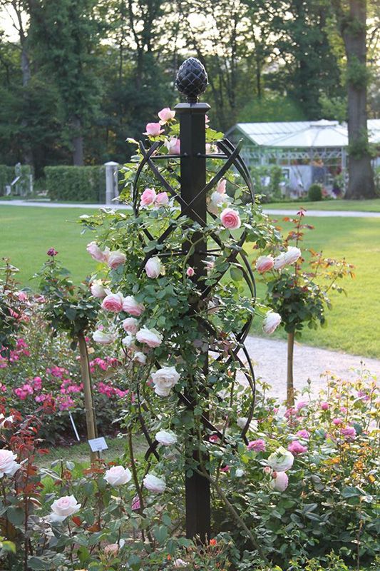 a garden with pink roses growing on the pole and green grass in the back ground