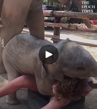 the baby elephant is being fed by its trainer