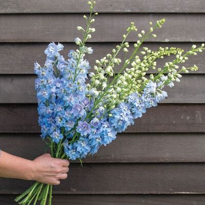 a person holding a bouquet of blue flowers in their hand, against a wooden wall