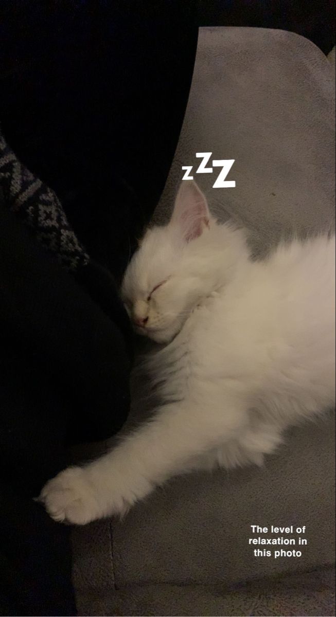 a white cat laying on top of a person's lap with the caption sleeping