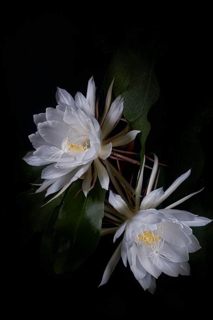 three white flowers with green leaves on a black background