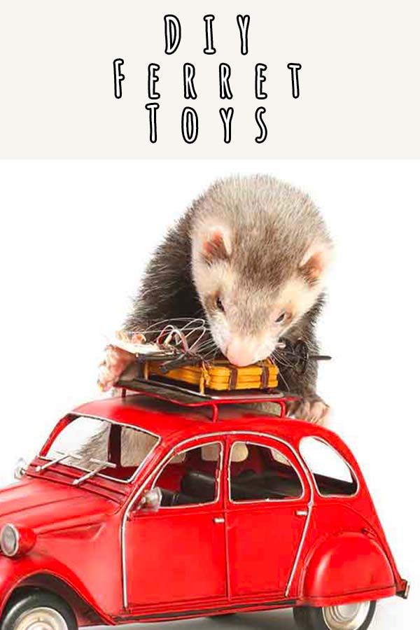 a small red car with a ferret sitting on top of it and the words diy ferret toys above it