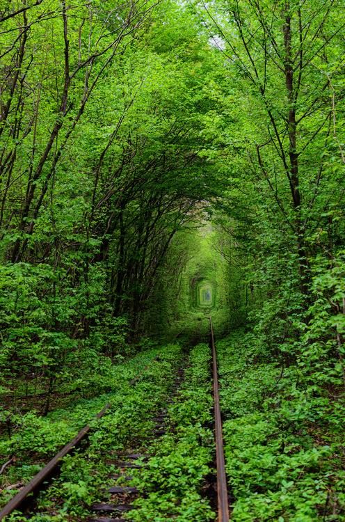 a tunnel in the middle of a forest with trees on both sides and train tracks running through it