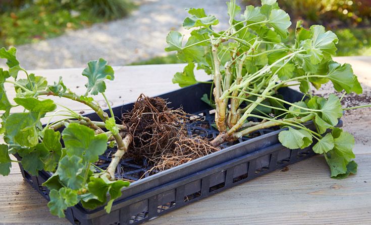 some plants that are growing out of the ground