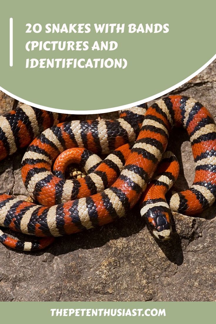 20 Snakes With Bands Types Of Snakes, California King Snake, Striped Snake, Bands Pictures, Milk Snake, Types Of Snake, Coral Snake, Snake Venom, Vibrant Patterns