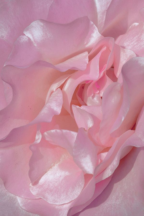 a close up view of a pink rose