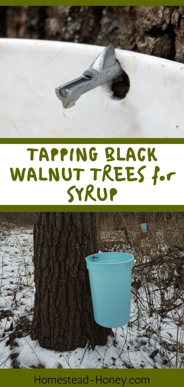 tapping black walnut trees for syrup is an easy way to keep the tree from falling