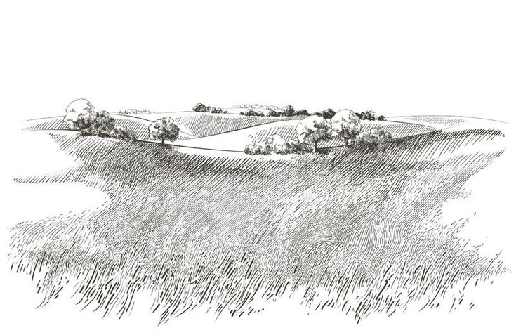 an ink drawing of a field with trees and hills in the distance, on a white background