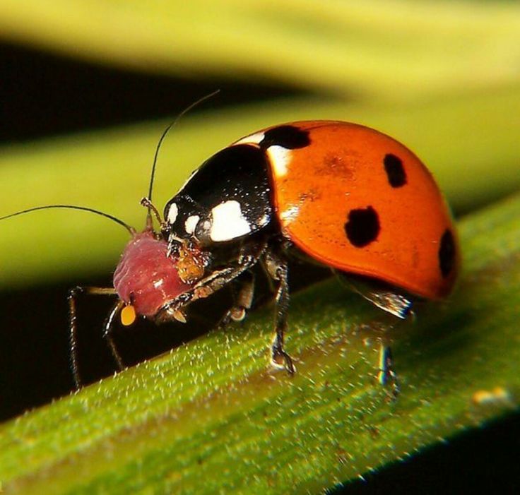 a red and black bug sitting on top of a green leaf