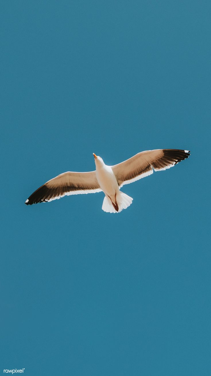 a seagull flying in the blue sky with it's wings spread