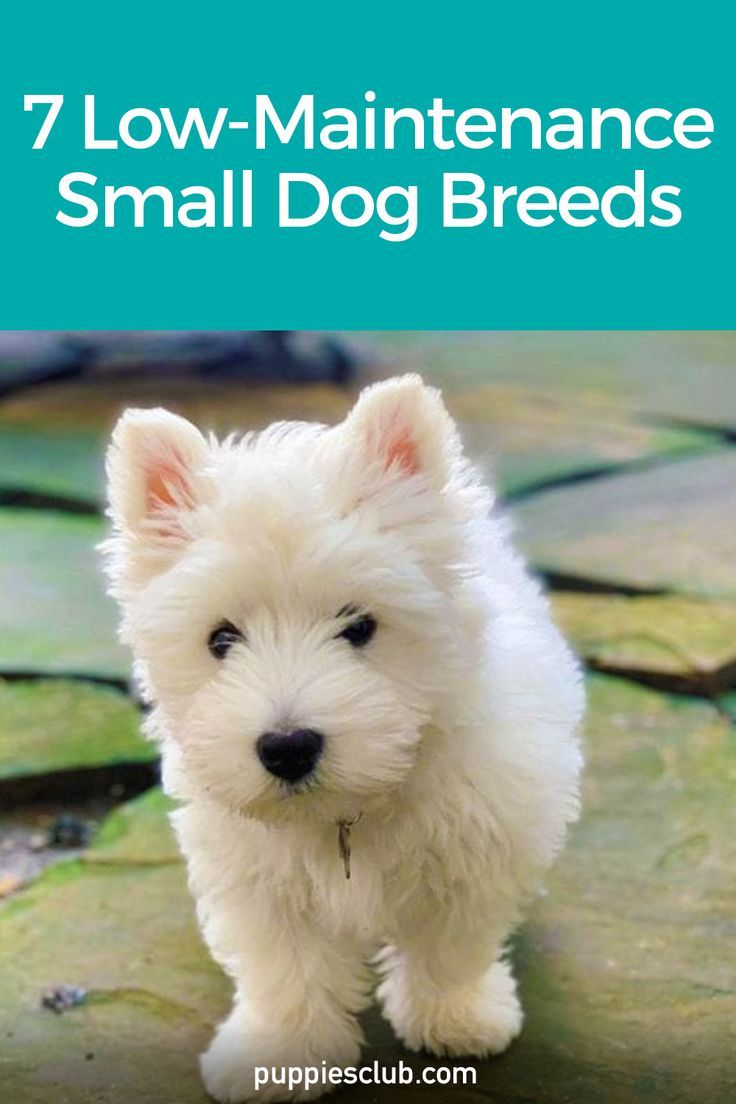 low-maintenance-small-dogs Cutest Small Dog Breeds, Best Small Dog Breeds, Best Small Dogs, Small Breed Dogs, Dog Breeds List, Cute Small Dogs, Dog Pool, Helpful Things, Breed Dogs