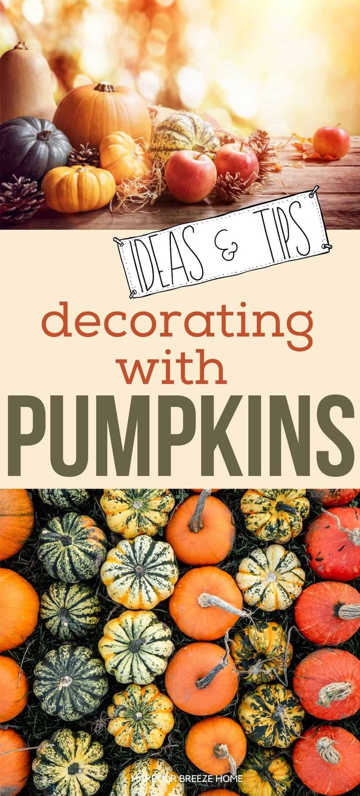 pumpkins and gourds with text that reads tips & tips decorating with pumpkins