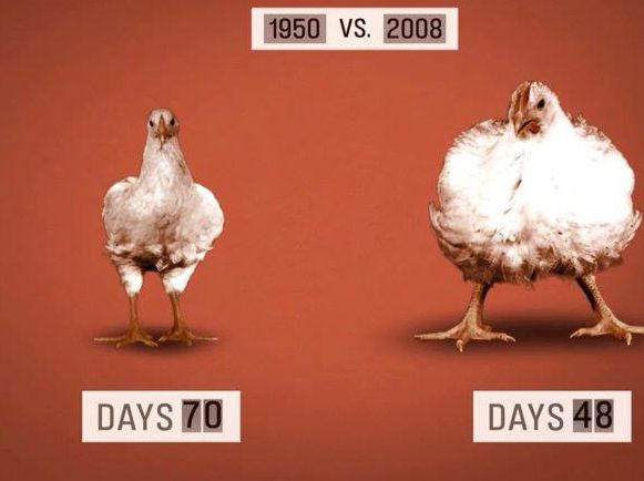 70 days v. 48 days ~ Chicken farmers today raise poultry that grows to weigh twice as much as similar birds in 1950, in less than half the time. Hormones, specifically the synthetic estrogen diethylstilbestrol (DES), administered to young poultry and other animals allow them to gain more weight in less time. #MyVeganJournal Genetically Modified Food, Gmo Foods, Food Inc, Factory Farming, Bad Food, Genetically Modified, Food Facts, Unhealthy Food, Food Industry