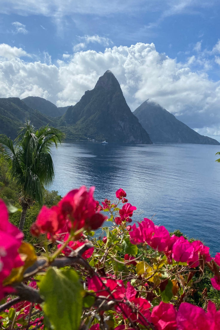 pink flowers blooming on the side of a mountain next to an ocean with mountains in the background